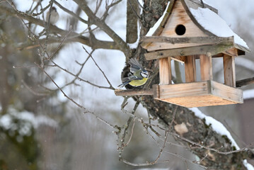 Portrait of great titmouse sitting on the branch with wooden birdhouse  © Pavol Klimek