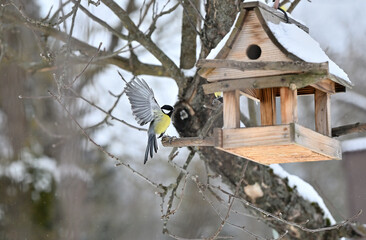Portrait of great titmouse sitting on the branch with wooden birdhouse  © Pavol Klimek