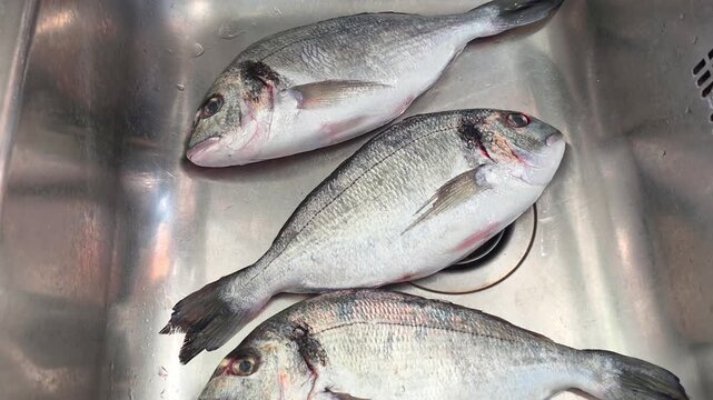 Camera zooms in on three sea bream fish lying in a kitchen sink, fresh seafood preparation, home cooking scene.