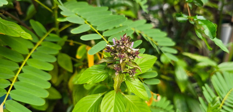 Sweet basil flowers and leaves are currently blooming with a purplish-pink color.  Inflorescence is a pinnate cluster. Flowers are white, pale pink, purplish-red, 4 stamens. 
