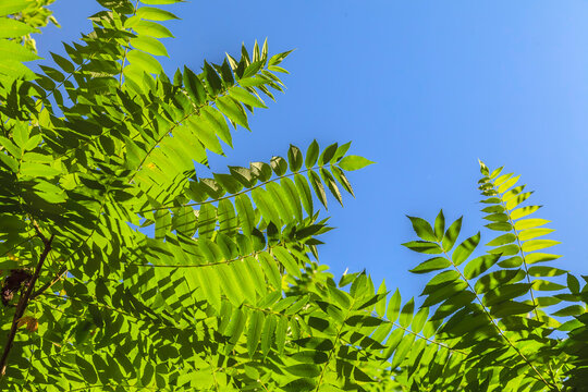 Bright green leaves frame a clear blue sky