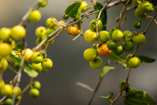 Coffee beans on plantation, Jizan Province, Faifa Mountains, Saudi Arabia