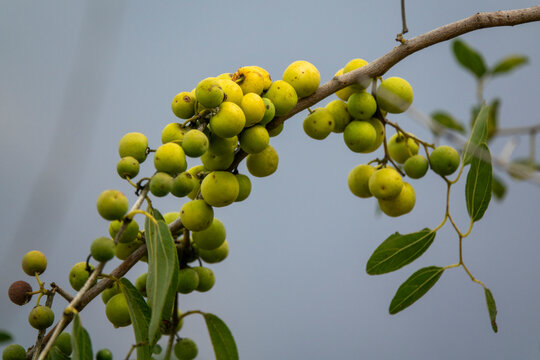 Coffee beans on plantation, Jizan Province, Faifa Mountains, Saudi Arabia