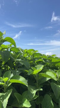 Cuban oregano plant growing against blue sky in herb garden