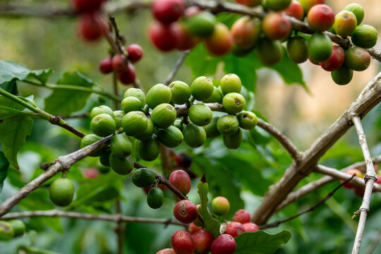 Coffee beans on plantation, Jizan Province, Faifa Mountains, Saudi Arabia