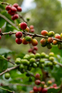 Coffee beans on plantation, Jizan Province, Faifa Mountains, Saudi Arabia