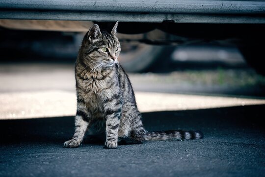 Small tabby cat hiding under a parked car and looking away.. Horizontal image.	
