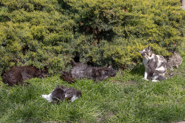 Fototapeta premium Cats are resting in the city park on a bright, sunny day. Cats take naps. A cat is washing itself while sitting by a green bush. Cats are basking in the sun on the grass.