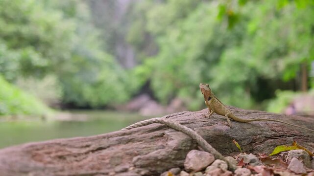 An alert garden lizard perches on a weathered log, surveying its natural habitat with a tranquil jungle river and lush green forest in the blurred background.