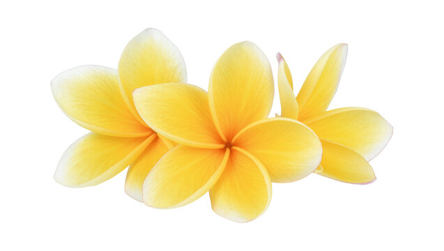 Delicate yellow plumeria flowers with white edges, isolated on transparent background