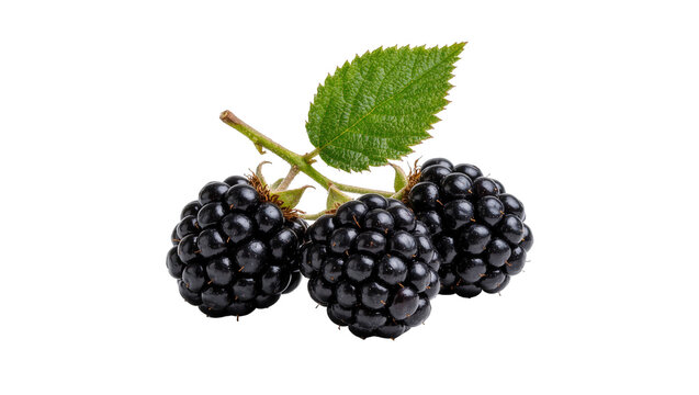 Three ripe blackberries with a green leaf on a stem, isolated on transparent background