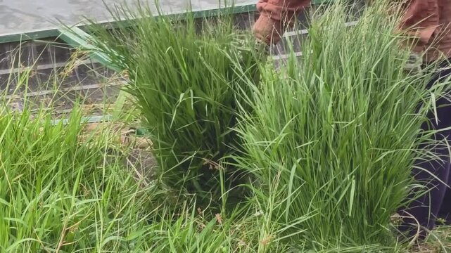 Farmer handling and arranging large bundles of freshly cut green grass on the riverbank after unloading from a wooden boat