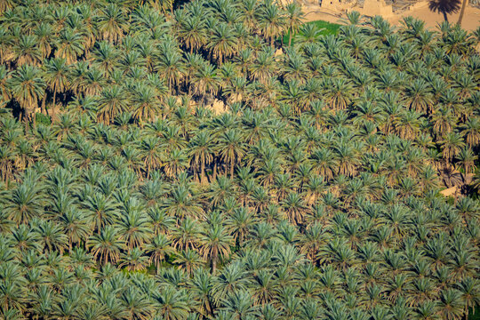 Oasis in the middle of the wadi al-Qura, Al Madinah Province, Alula, Saudi Arabia