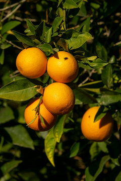 Orange tree, Al Madinah Province, Alula, Saudi Arabia