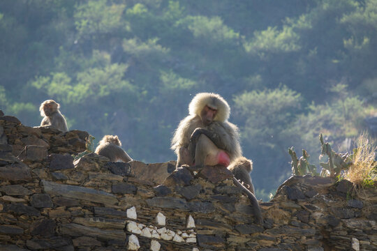 Hamadryas baboons sitting on a stone wall, Asir province, Rijal Alma, Saudi Arabia