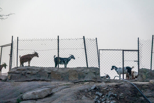 Goats standing behind a fence on a rocky hillside, Jizan province, Alaydabi, Saudi Arabia