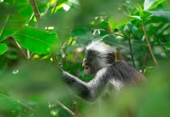 Red colobus Piliocolobus kirki monkey on the deposed wood , Jozani forest, Zanzibar, Tanzania © Pakhnyushchyy