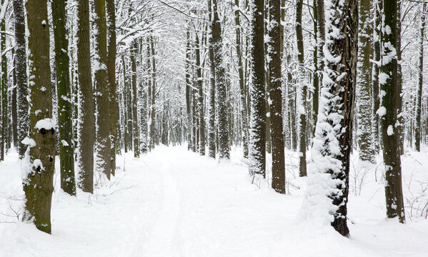  winter forest and the road