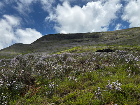 Mass Bloom of Neelakurinji (Strobilanthes kunthiana) in Munnar 2026