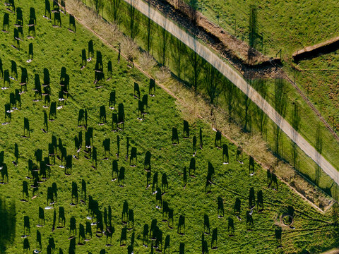 Aerial view of a green pasture filled with grazing cows casting long shadows, bordered by a dirt road and a row of trees in Maffra, Victoria, Australia.