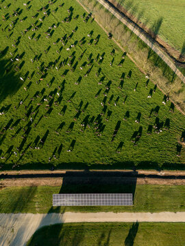 Aerial view of a large herd of cattle grazing in a green pasture with a solar panel array casting long shadows in Maffra, Victoria, Australia.