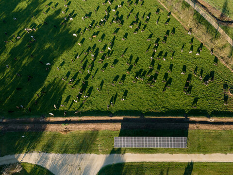 Aerial view of a herd of cattle grazing in a lush green pasture with long shadows cast by the late afternoon sun and a solar panel array near a dirt path in Maffra, Victoria, Australia.