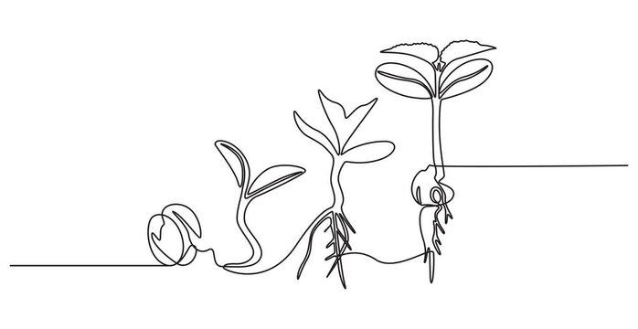 Video. Continuous single line drawing infographic about planting and growth stage of a plant, Animated self drawing of continuous line draw of step of grow plant, Full length one line animation. 4K, 