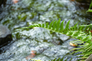 A single green fern frond arches in sharp focus while light reflects off wet rocks in a heavily blurred stream background. © Jakob