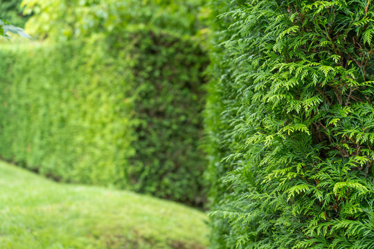 A tall trimmed conifer hedge wall shows a recessed rectangular opening like a doorway, with lawn in the foreground.