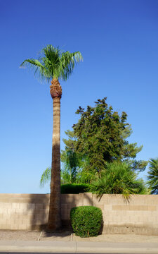 Tall Mexican fan palm tree standing in a backyard landscape behind a block wall under a clear blue sky, Phoenix, AZ