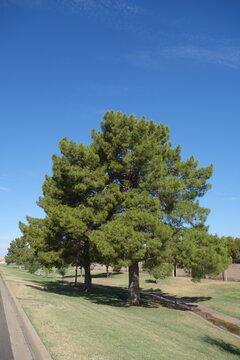 Afghan pine tree Pinus eldarica grows on a manicured green lawn alongside an asphalt road under a clear sunny sky, Conocido park, Phoenix, Arizona