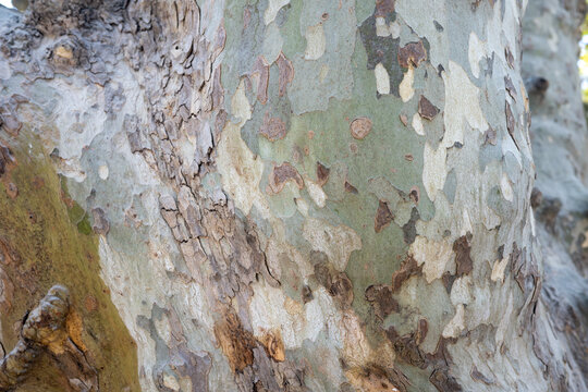 horizontal close up of plane tree 