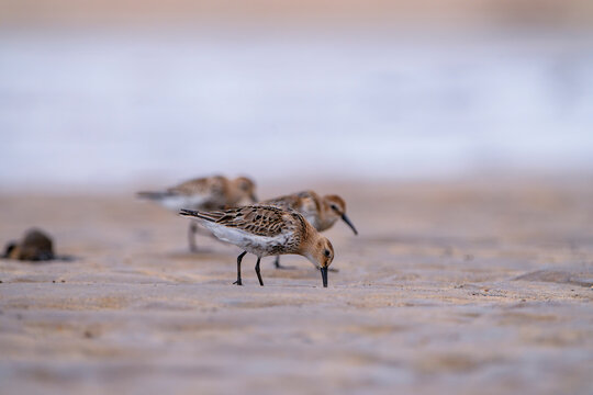Dunlin, calidris alpina feeding on the beach sand.