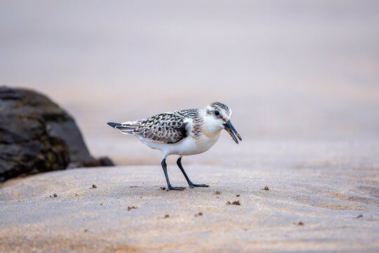 Sanderling resting on the coast.