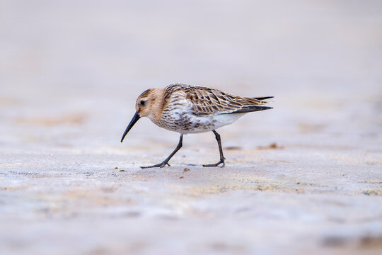 Dunlin, calidris alpina feeding on the beach sand.
