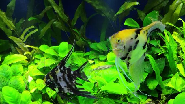 Black-n-white striped and golden marbled veiltail Angelfish (Pterophyllum scalare), fast moving Danio and red Platies in a freshwater planted community aquarium