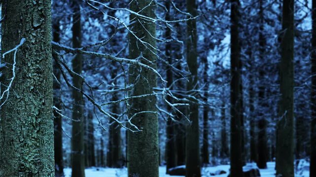 In a serene forest, tall trees are draped in soft snow as twilight casts a blue hue. The landscape is peaceful, inviting quiet contemplation in the wintry atmosphere.