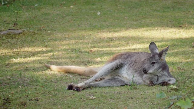 Gray Kangaroo Resting on Patchy Grass