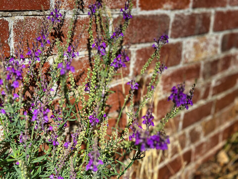 Close-up of purple wildflowers growing against a weathered red brick wall in sunlight