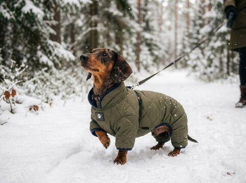 How to tell if your dog is cold on a walk