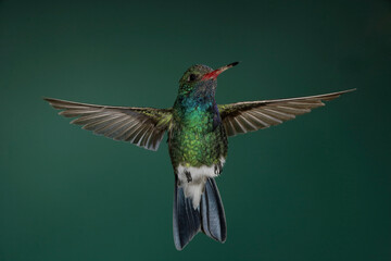 Fototapeta premium Broad-billed hummingbird in flight