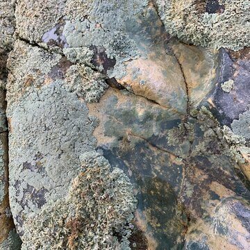Lichen-crusted wet stone surface with beads of water in hollows, featuring a weathered tactile texture for outdoor and travel design backgrounds