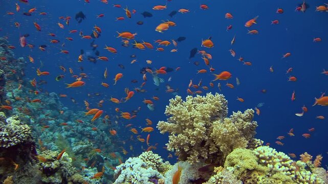 Large School of Orange Anthias Surrounds a Tropical Coral Head. Hundreds of small orange fish fill the blue water around a compact coral formation, producing a dense schooling wildlife pattern.