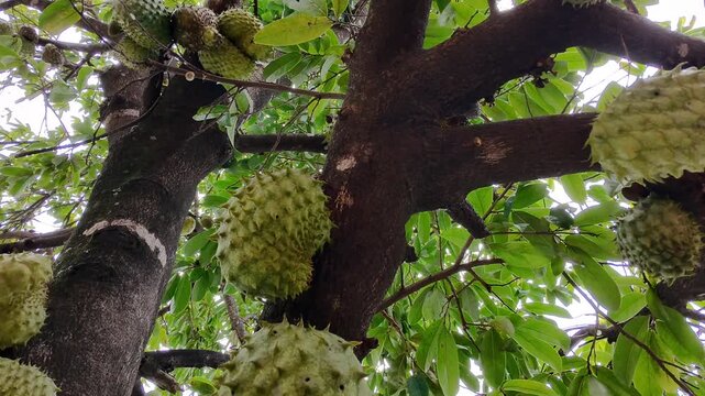 Drone camera flying closer to soursop fruits on a green tree