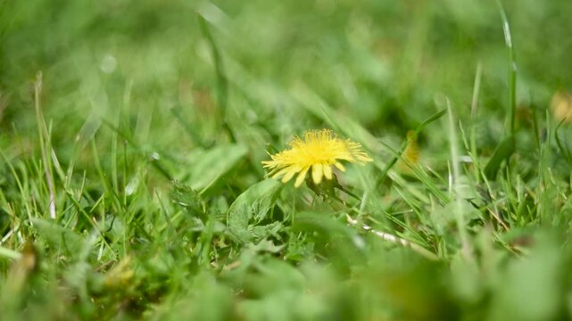 Bee fly away from dandelion flower and come back spreading pollen around field