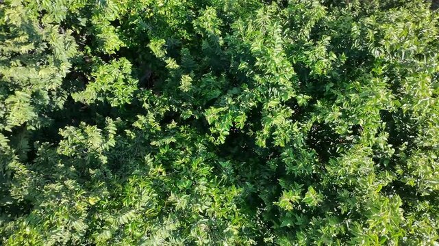 Small drone hovering in mid air recording a guazuma tree