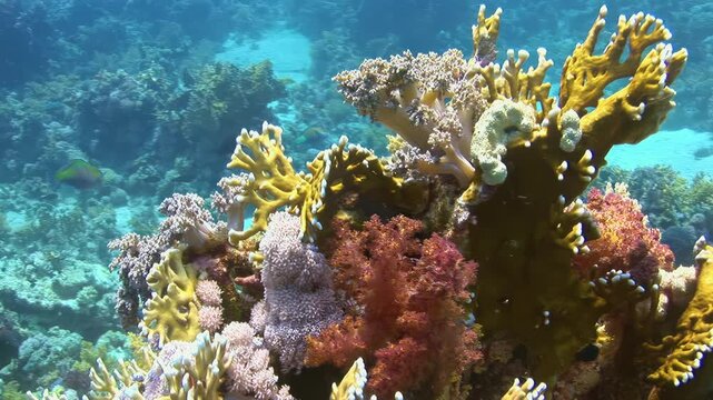Branching and Soft Corals Cover a Colorful Tropical Reef Bommie. A compact reef structure carries yellow branching, pink and pale soft corals with small fish moving around the formation.