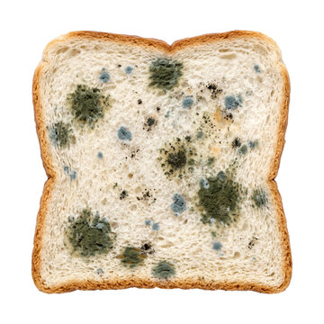 Single slice of moldy sandwich bread covered in green, blue, and black spots of fungal growth showing spoiled food waste and decay from improper storage conditions