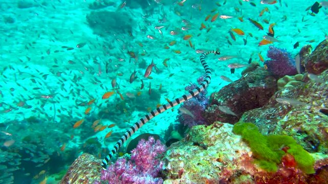 A venomous blue-lipped sea krait (Laticauda laticaudata), also known as the ringed sea krait, swimming among colorful corals and tropical fish in clear blue tropical waters.