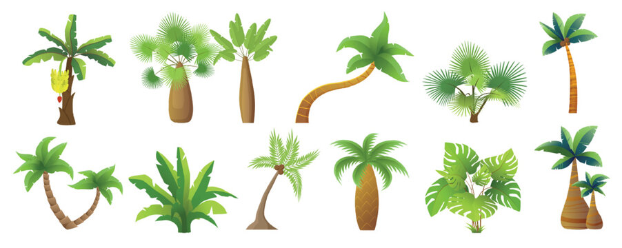 Various tropical palm trees and exotic leaves arranged in a colorful set, ideal for summer, travel, and nature themes, isolated on white background vector illustration